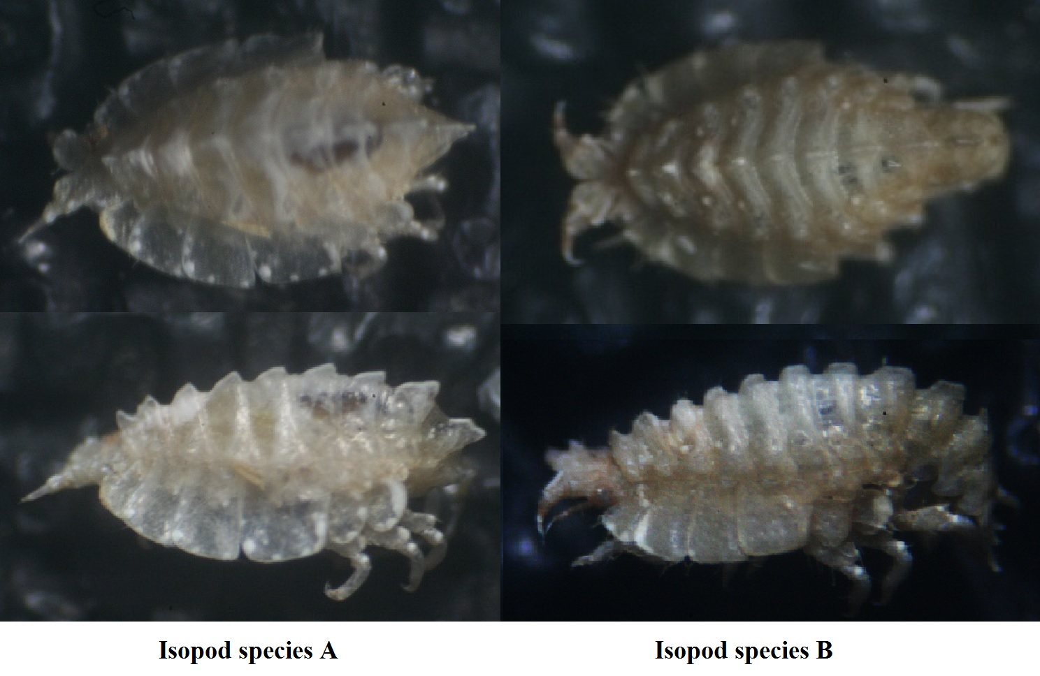 Malacrostaca - Amphipoda: Pereionotus testudo (Phliantidae)